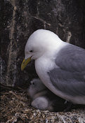 Black-legged Kittiwake with chicks