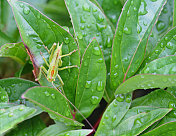 雨后蚱蜢