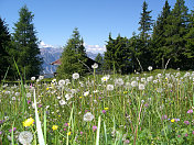 #3山地牧场，pur空气，高山植物，奥地利，triol