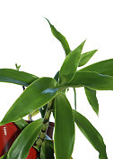 药用植物(Callisia fragrans)