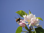 花上的蜜蜂昆虫