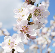 苹果花