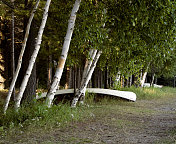 白色的独木舟和桦树